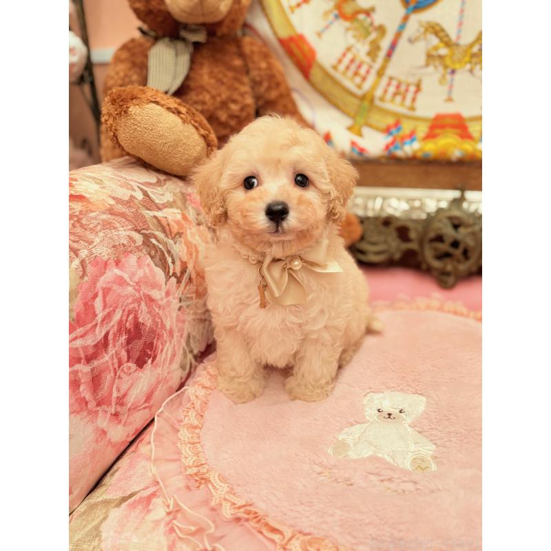 販売中の大阪府のトイプードル-440900の10枚目