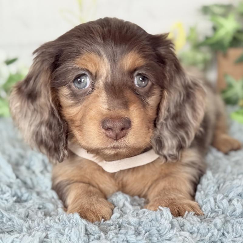 販売中の埼玉県のミニチュアダックスフンド(ロングヘアード)-440901の9枚目