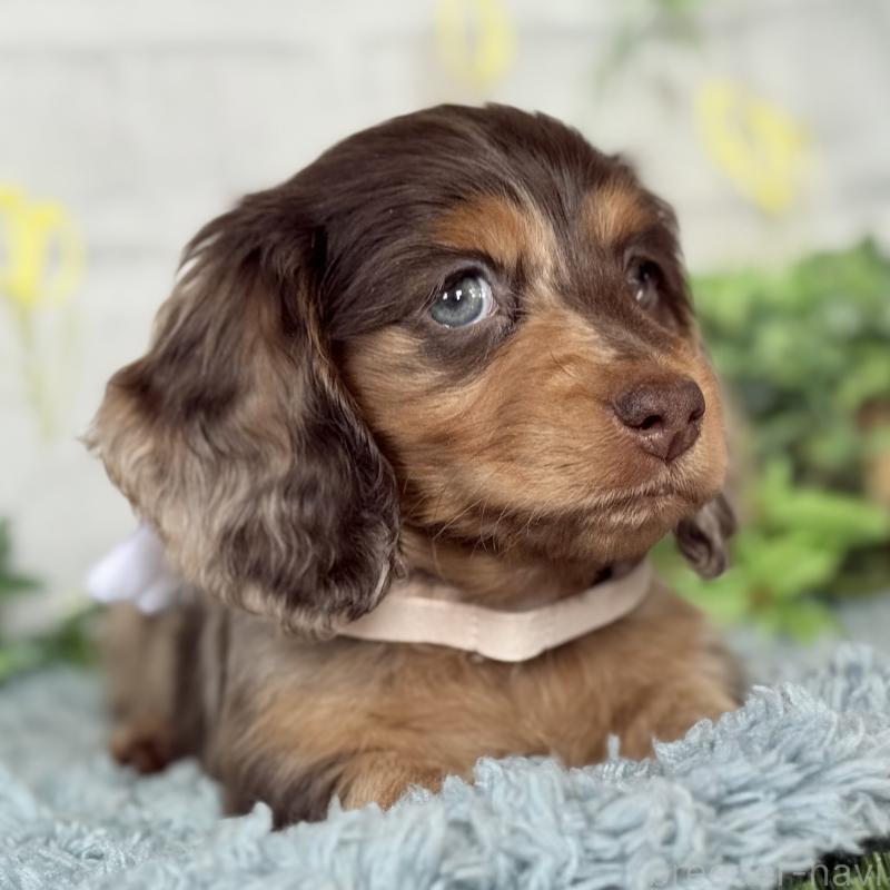 販売中の埼玉県のミニチュアダックスフンド(ロングヘアード)-440901の8枚目