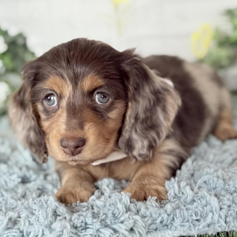 販売中の埼玉県のミニチュアダックスフンド(ロングヘアード)-440901の7枚目