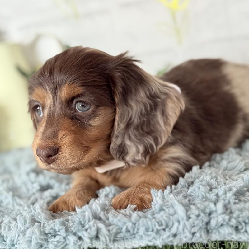 販売中の埼玉県のミニチュアダックスフンド(ロングヘアード)-440901の6枚目