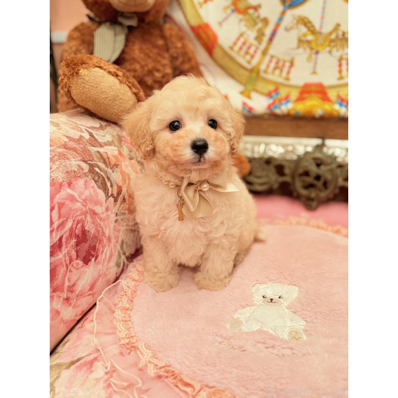 販売中の大阪府のトイプードル-440900の9枚目