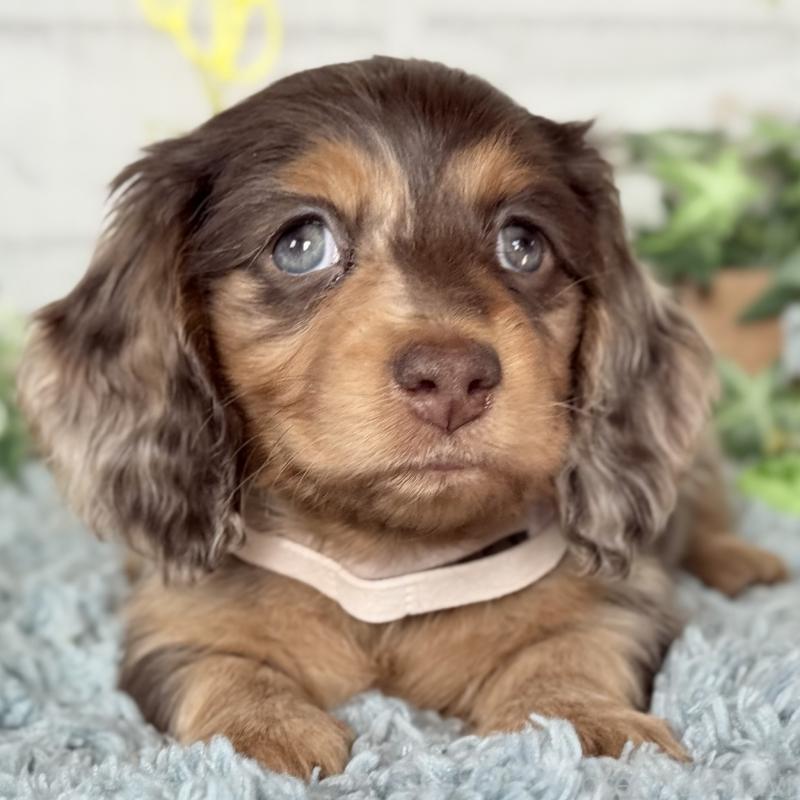 販売中の埼玉県のミニチュアダックスフンド(ロングヘアード)-440901の4枚目