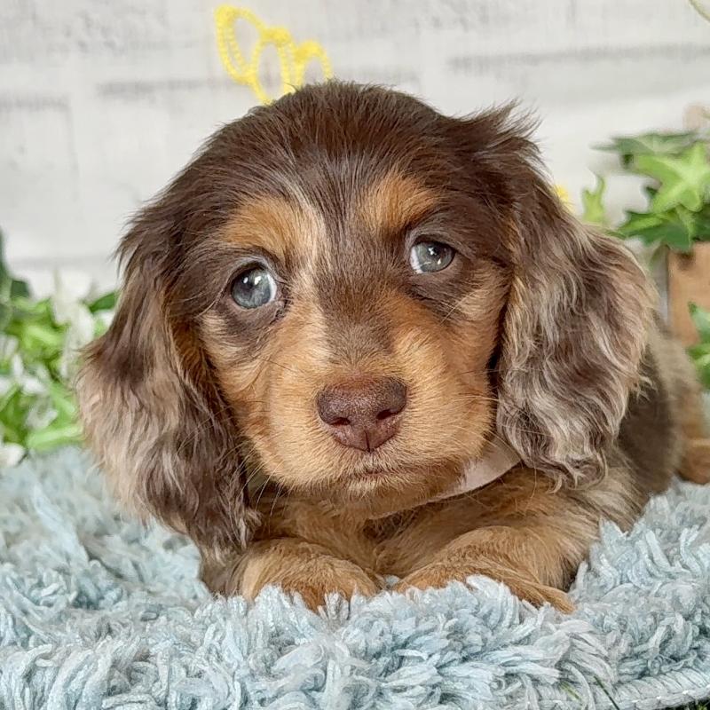 販売中の埼玉県のミニチュアダックスフンド(ロングヘアード)-440901の3枚目