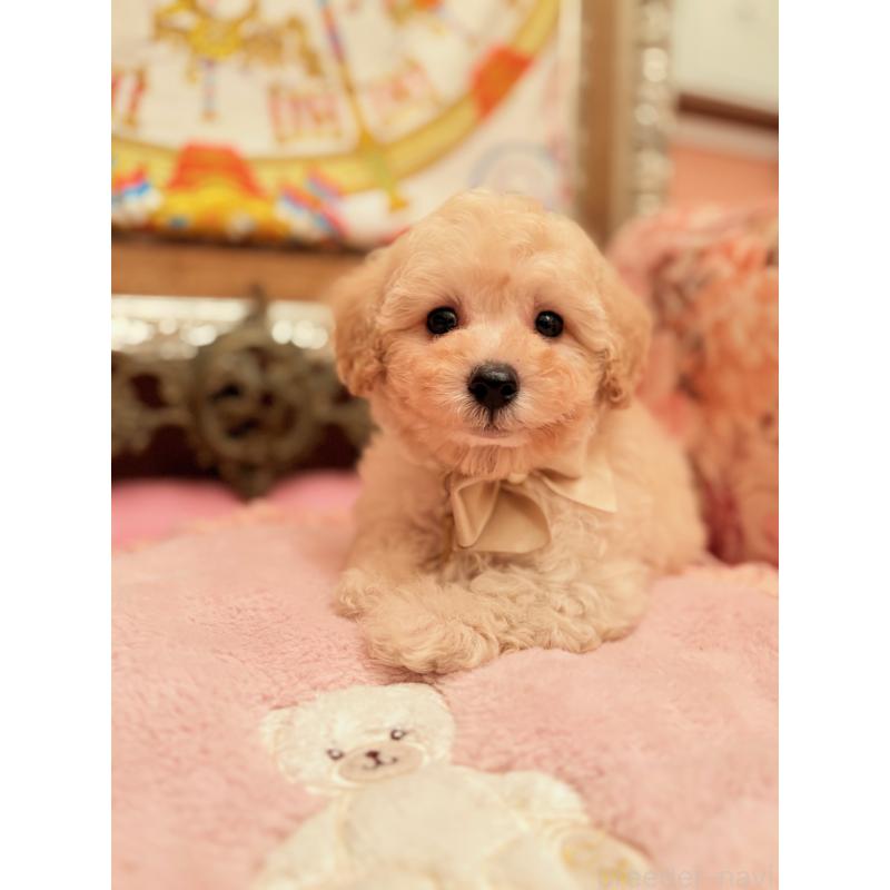 販売中の大阪府のトイプードル-440900の8枚目