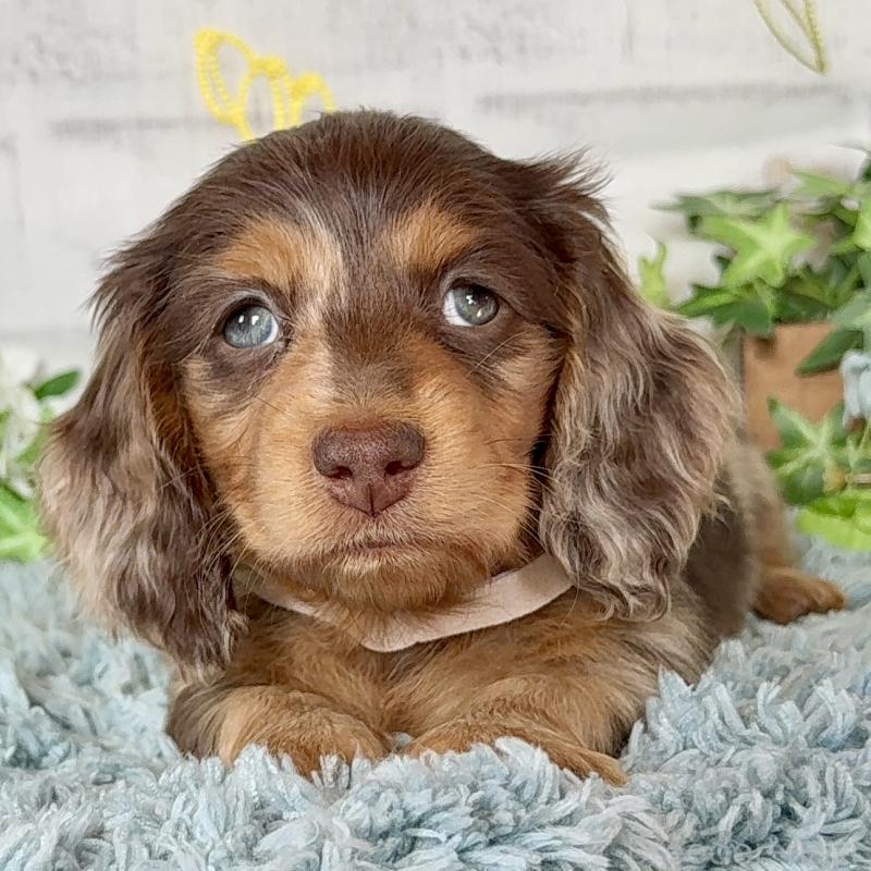 販売中の埼玉県のミニチュアダックスフンド(ロングヘアード)-440901の1枚目