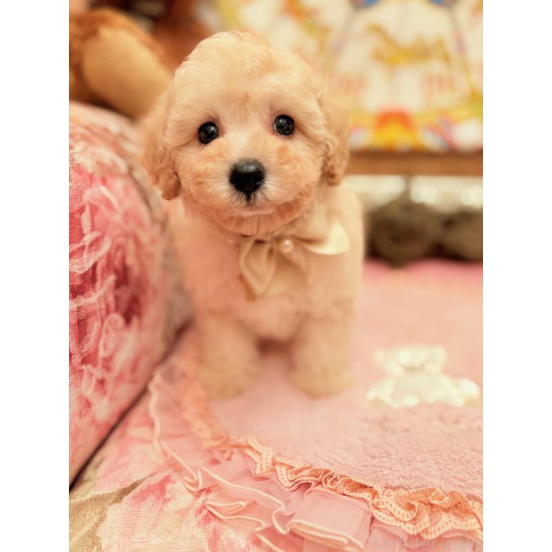 販売中の大阪府のトイプードル-440900の6枚目