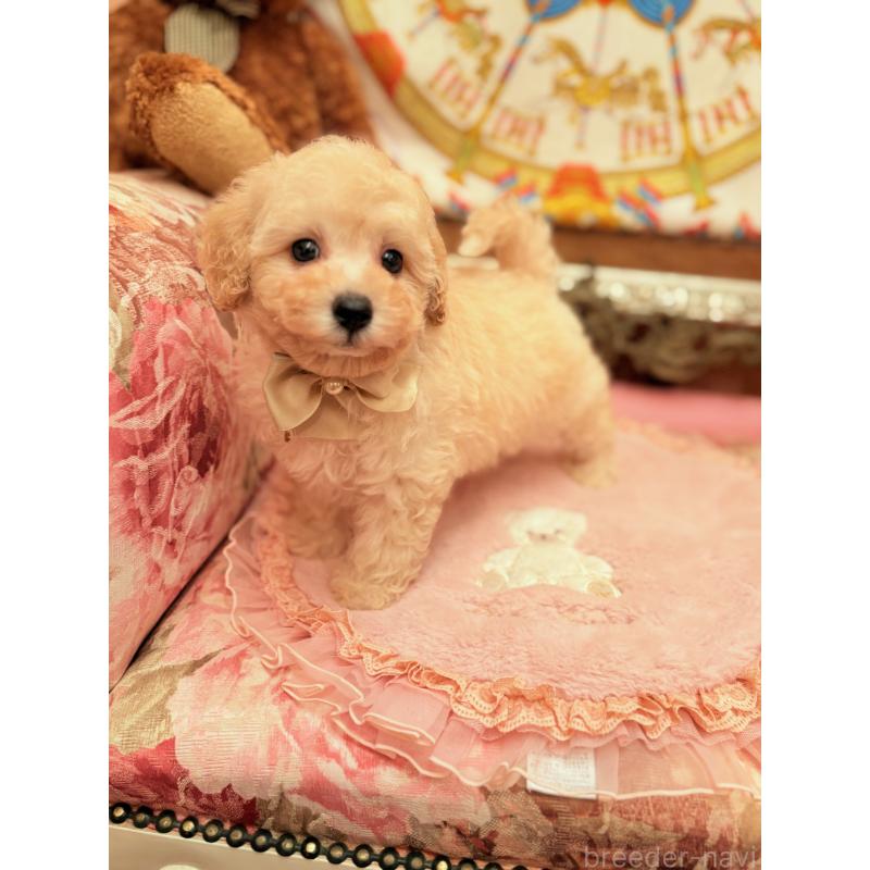 販売中の大阪府のトイプードル-440900の5枚目