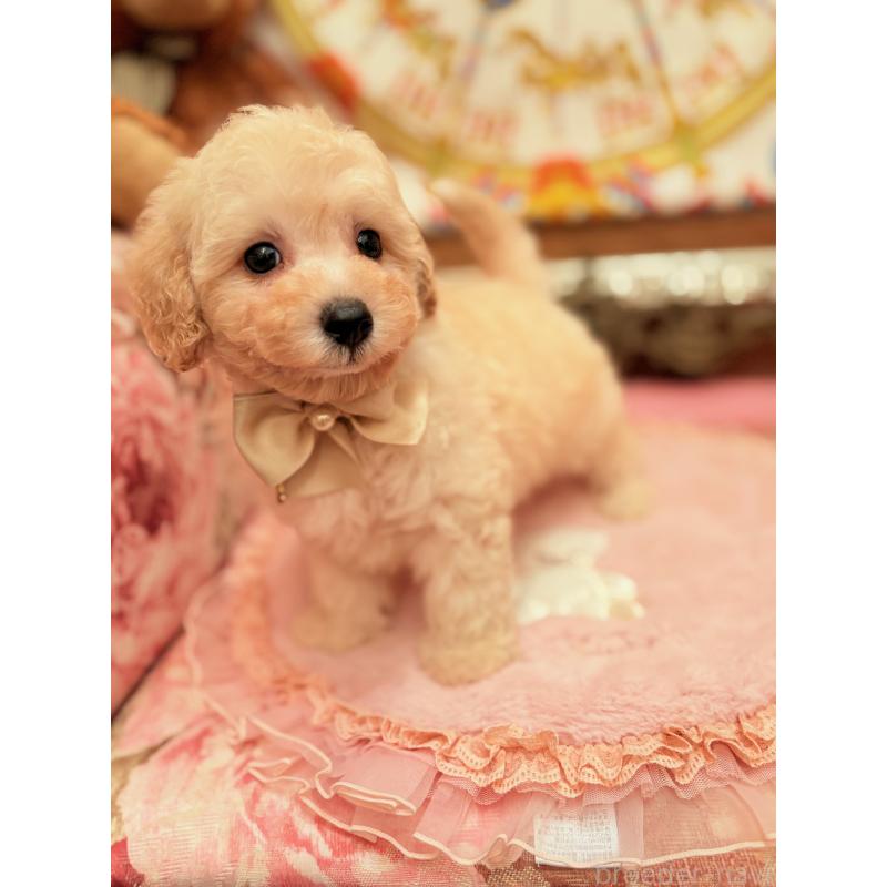 販売中の大阪府のトイプードル-440900の3枚目