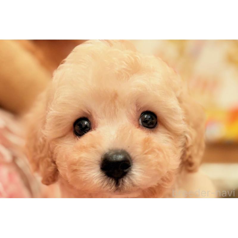 販売中の大阪府のトイプードル-440900