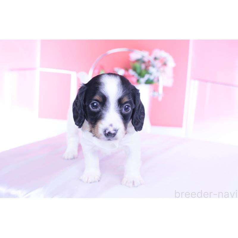 販売中の愛知県のミニチュアダックスフンド(ロングヘアード)-440902の11枚目