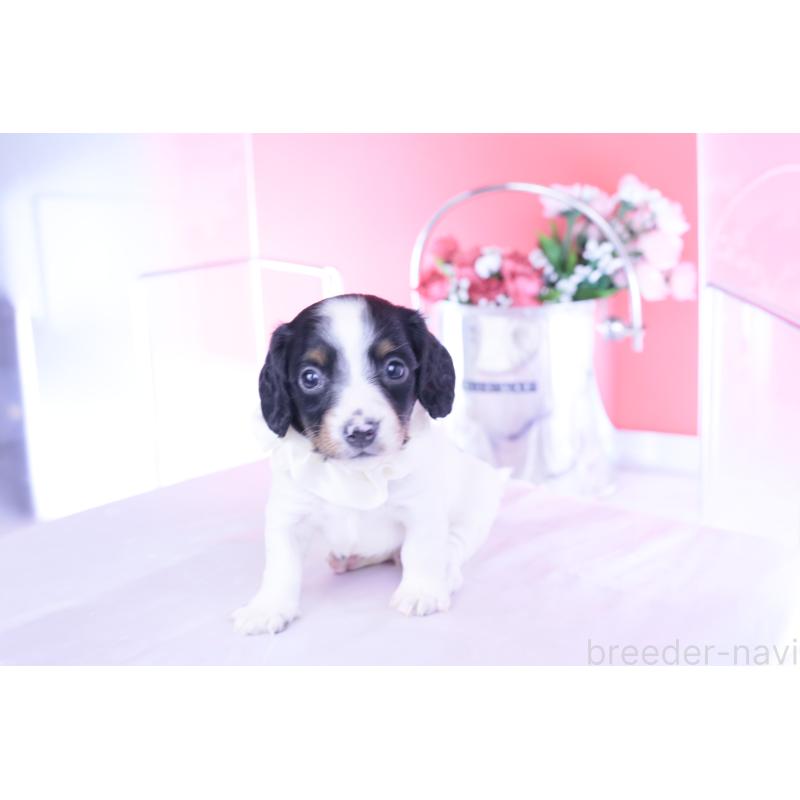 販売中の愛知県のミニチュアダックスフンド(ロングヘアード)-440902の8枚目