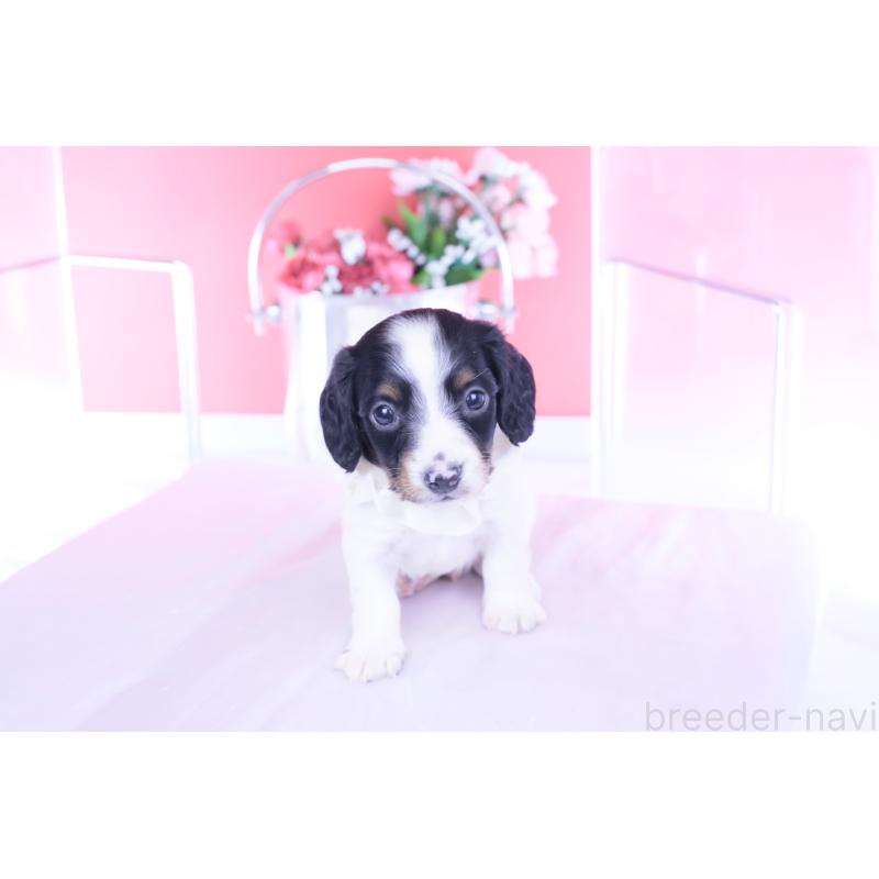 販売中の愛知県のミニチュアダックスフンド(ロングヘアード)-440902の6枚目