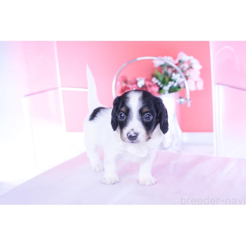 販売中の愛知県のミニチュアダックスフンド(ロングヘアード)-440902の5枚目