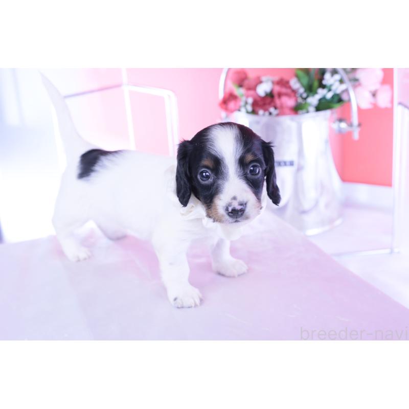 販売中の愛知県のミニチュアダックスフンド(ロングヘアード)-440902の3枚目