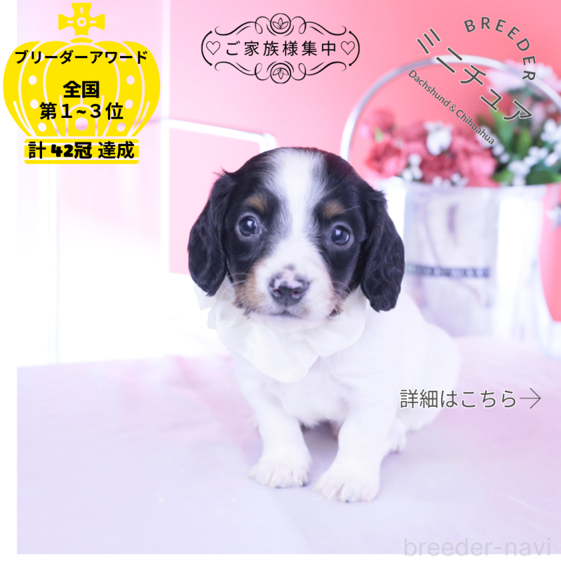 販売中の愛知県のミニチュアダックスフンド(ロングヘアード)-440902の1枚目