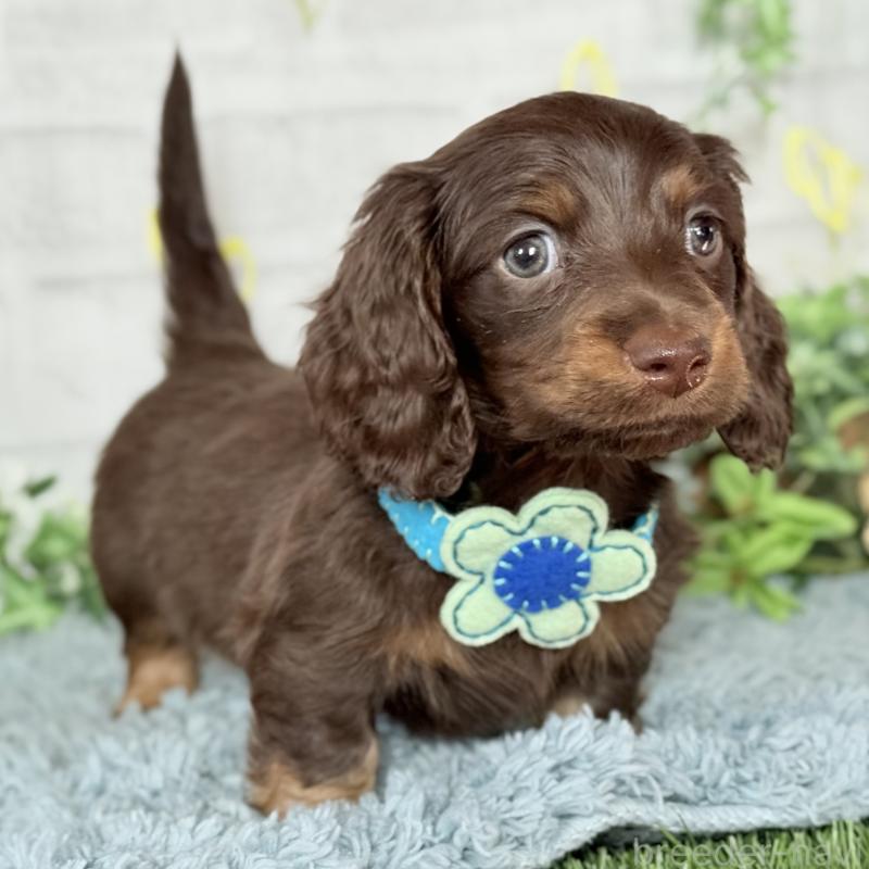 販売中の埼玉県のミニチュアダックスフンド(ロングヘアード)-440903の8枚目