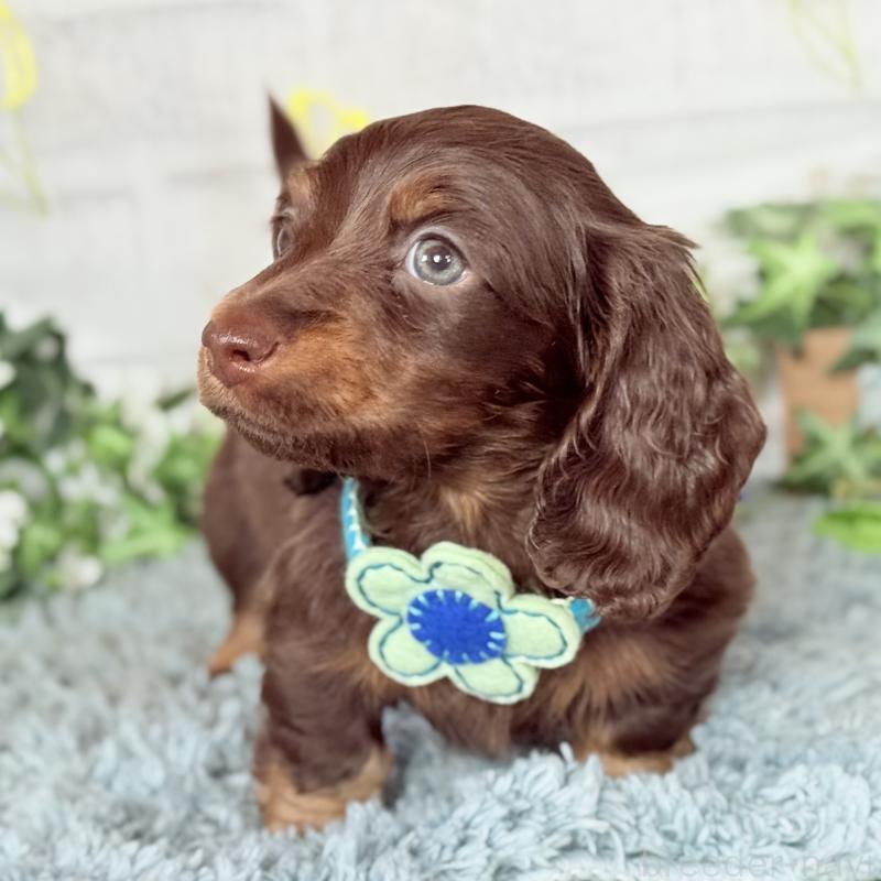 販売中の埼玉県のミニチュアダックスフンド(ロングヘアード)-440903の7枚目