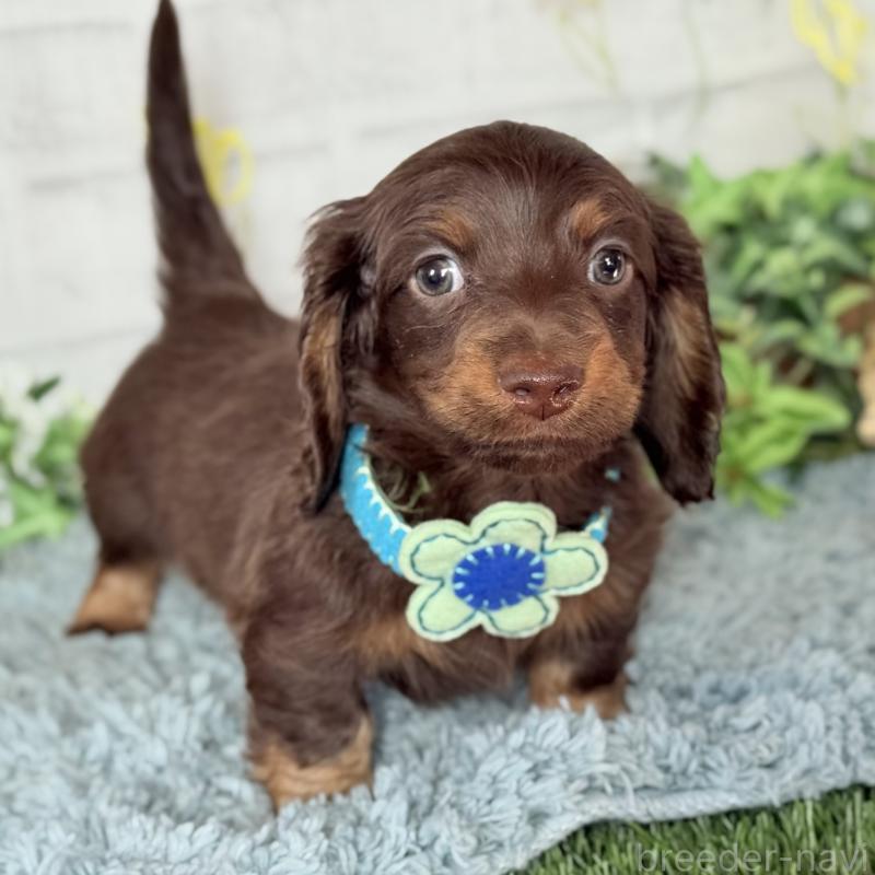 販売中の埼玉県のミニチュアダックスフンド(ロングヘアード)-440903の6枚目