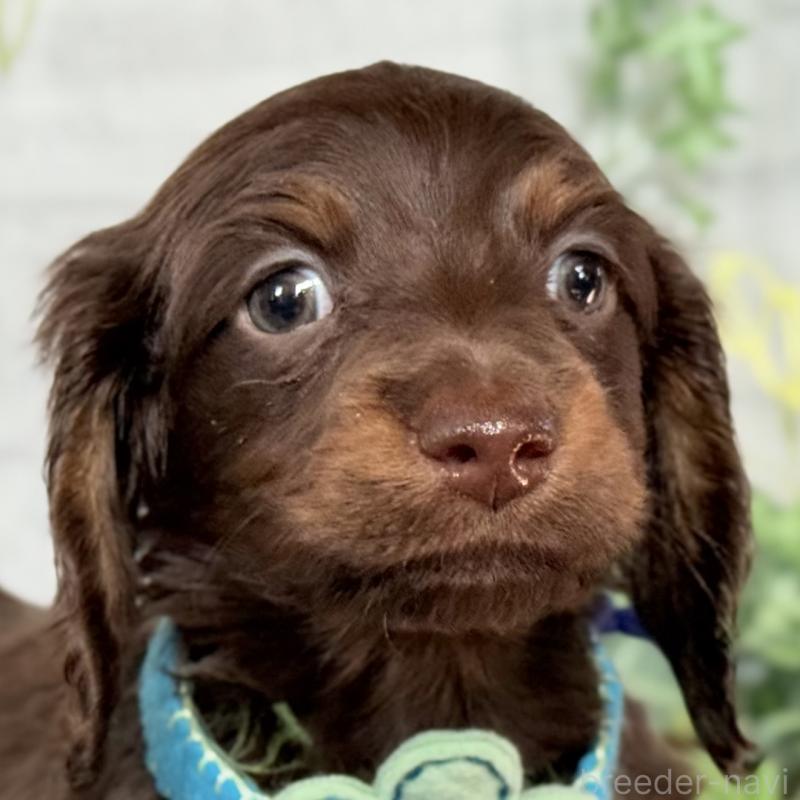 販売中の埼玉県のミニチュアダックスフンド(ロングヘアード)-440903の5枚目