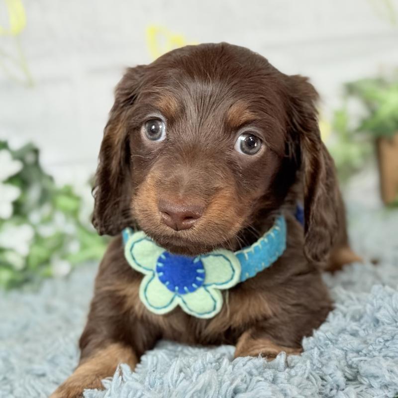 販売中の埼玉県のミニチュアダックスフンド(ロングヘアード)-440903の4枚目