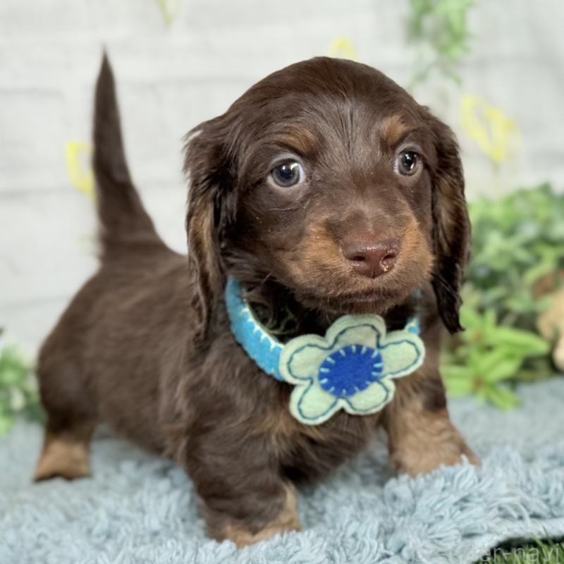 販売中の埼玉県のミニチュアダックスフンド(ロングヘアード)-440903の1枚目