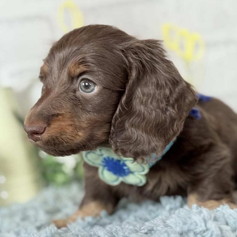 販売中の埼玉県のミニチュアダックスフンド(ロングヘアード)-440903の3枚目
