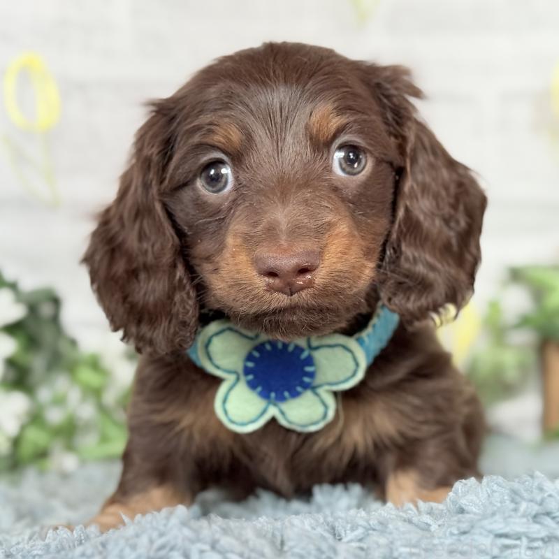 販売中の埼玉県のミニチュアダックスフンド(ロングヘアード)-440903の2枚目