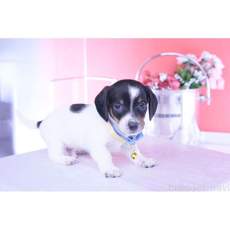 販売中の愛知県のミニチュアダックスフンド(スムースヘアード)-440904の8枚目