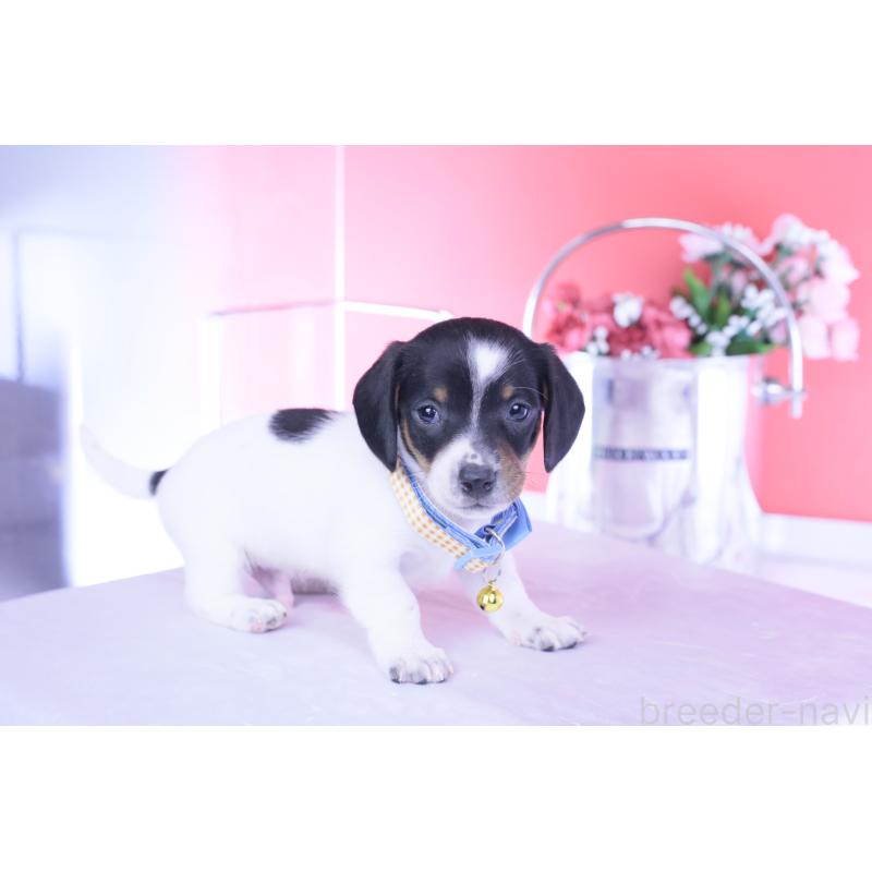 販売中の愛知県のミニチュアダックスフンド(スムースヘアード)-440904の7枚目