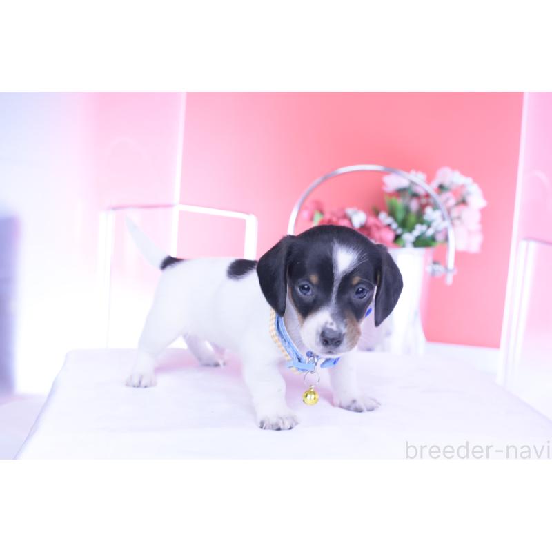 販売中の愛知県のミニチュアダックスフンド(スムースヘアード)-440904の5枚目