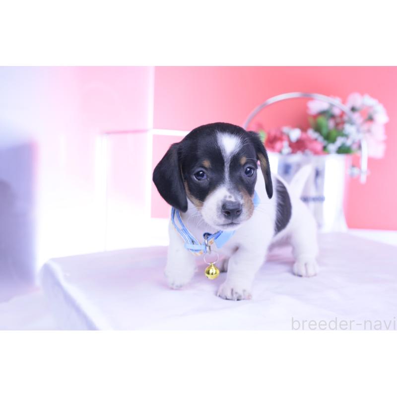 販売中の愛知県のミニチュアダックスフンド(スムースヘアード)-440904の4枚目