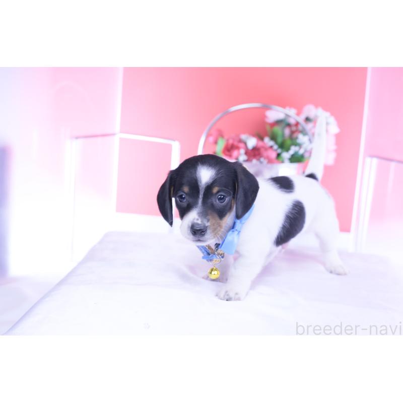 販売中の愛知県のミニチュアダックスフンド(スムースヘアード)-440904の3枚目