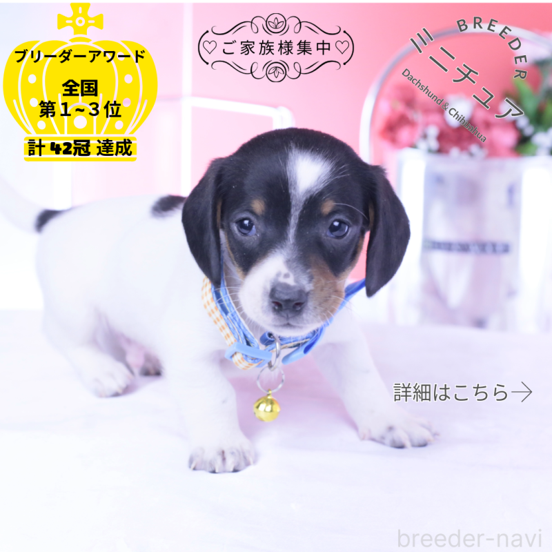 販売中の愛知県のミニチュアダックスフンド(スムースヘアード)-440904