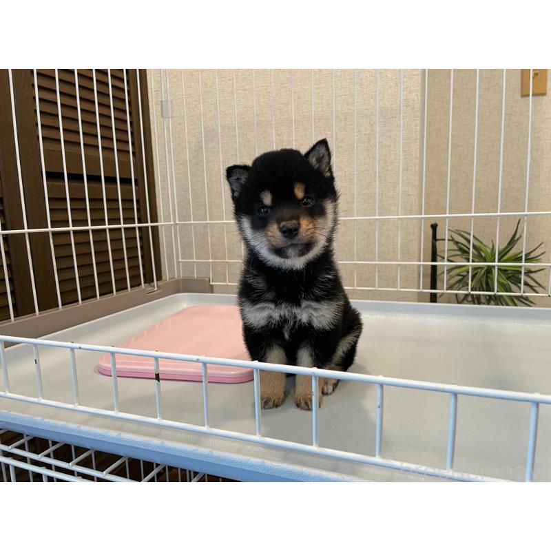 販売中の兵庫県の豆柴-440906の5枚目