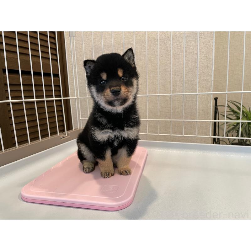 販売中の兵庫県の豆柴-440906の4枚目