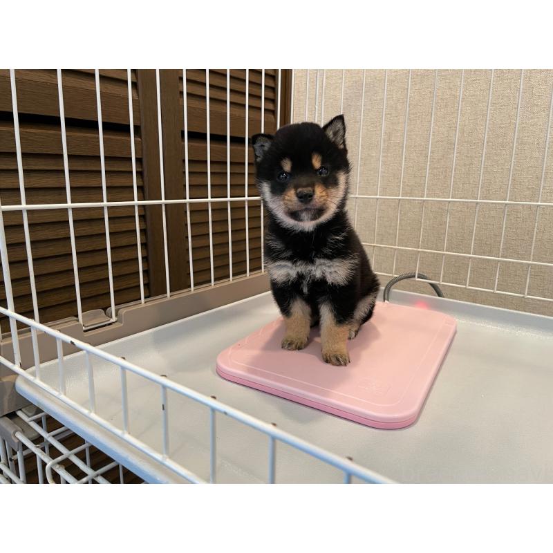 販売中の兵庫県の豆柴-440906の3枚目