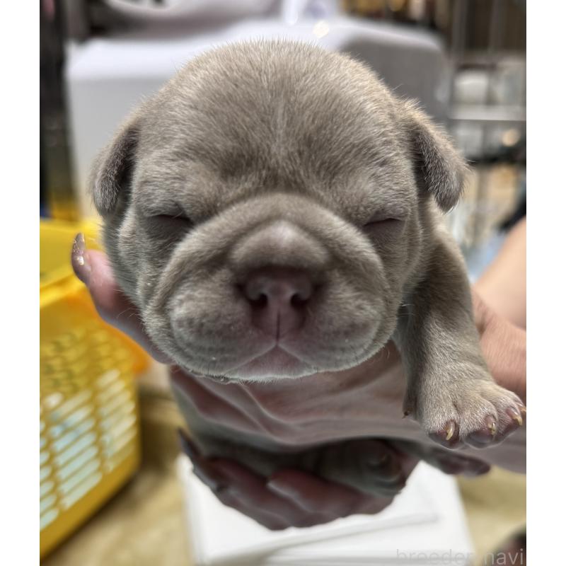 商談中の滋賀県のエキゾチックブリー-440730の4枚目