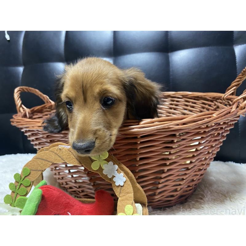 販売中の岐阜県のミニチュアダックスフンド(ロングヘアード)-429177の7枚目