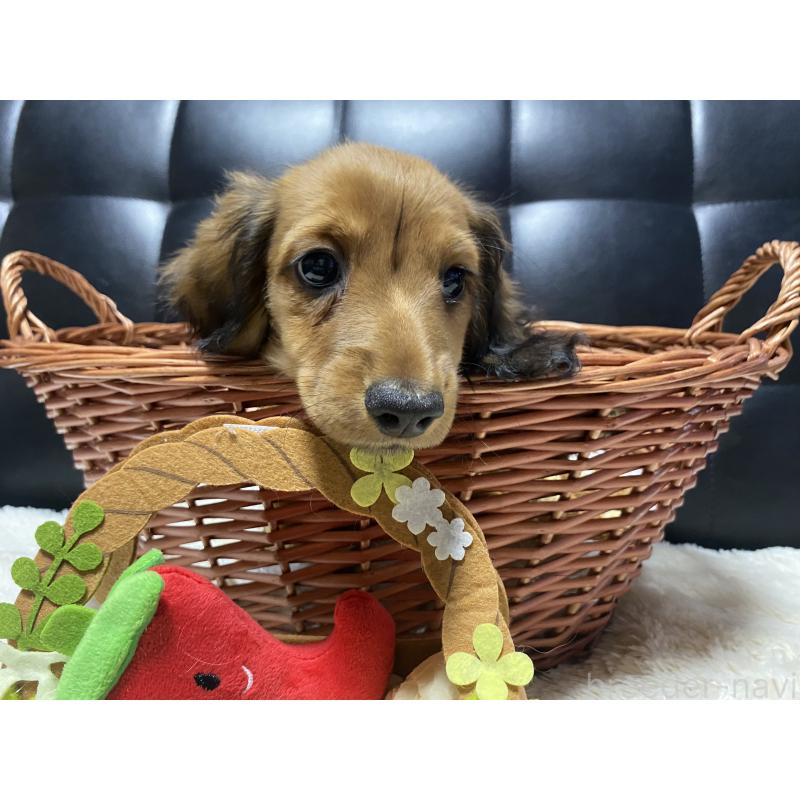 販売中の岐阜県のミニチュアダックスフンド(ロングヘアード)-429177の6枚目