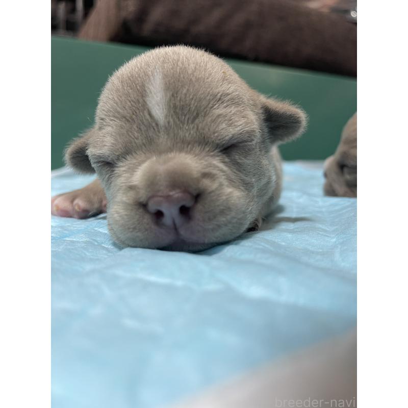 商談中の滋賀県のエキゾチックブリー-440732の2枚目