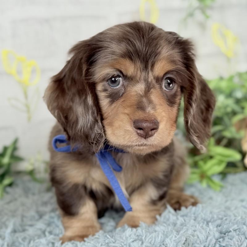 販売中の埼玉県のミニチュアダックスフンド(ロングヘアード)-440905の11枚目