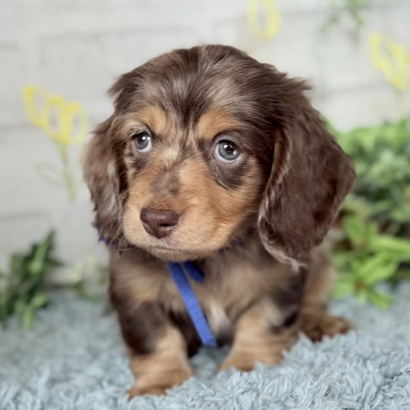 販売中の埼玉県のミニチュアダックスフンド(ロングヘアード)-440905の10枚目