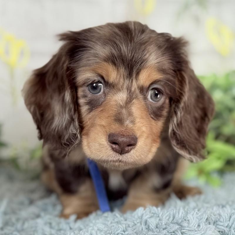 販売中の埼玉県のミニチュアダックスフンド(ロングヘアード)-440905の9枚目