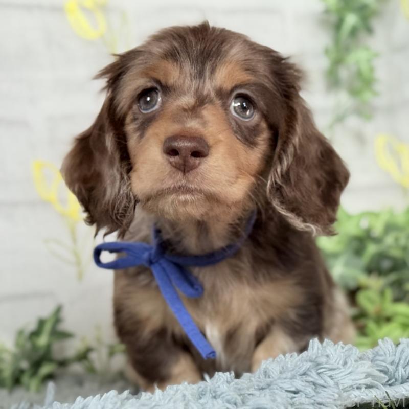 販売中の埼玉県のミニチュアダックスフンド(ロングヘアード)-440905の8枚目