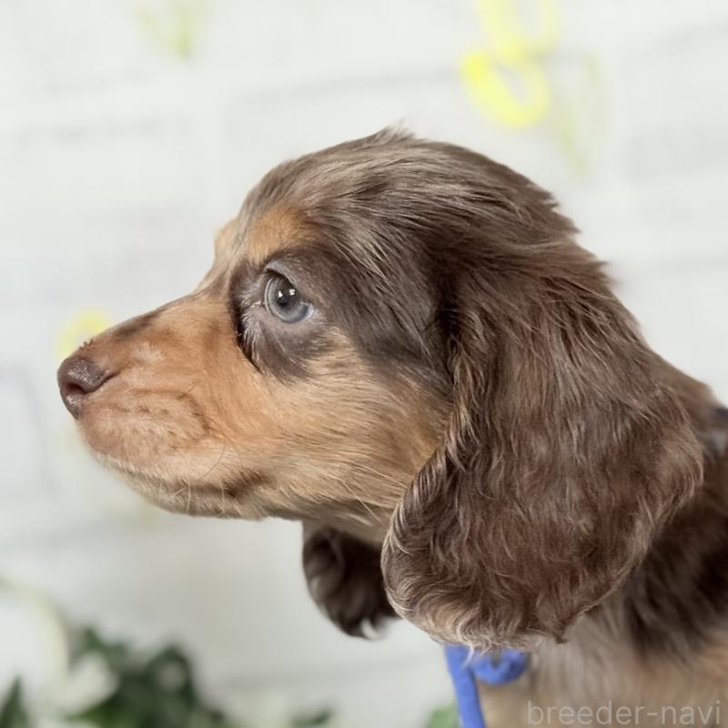 販売中の埼玉県のミニチュアダックスフンド(ロングヘアード)-440905の7枚目