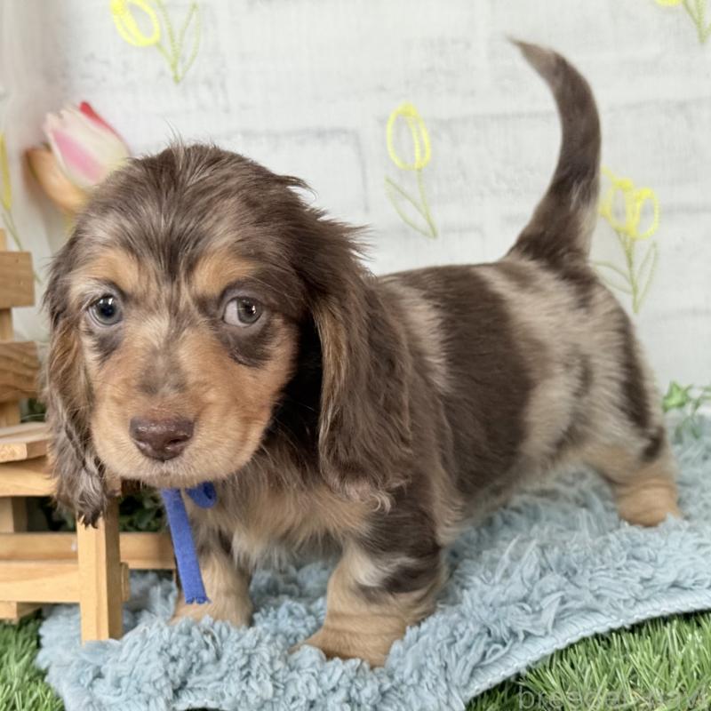 販売中の埼玉県のミニチュアダックスフンド(ロングヘアード)-440905の6枚目