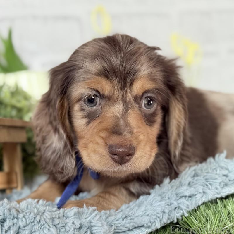 販売中の埼玉県のミニチュアダックスフンド(ロングヘアード)-440905の5枚目