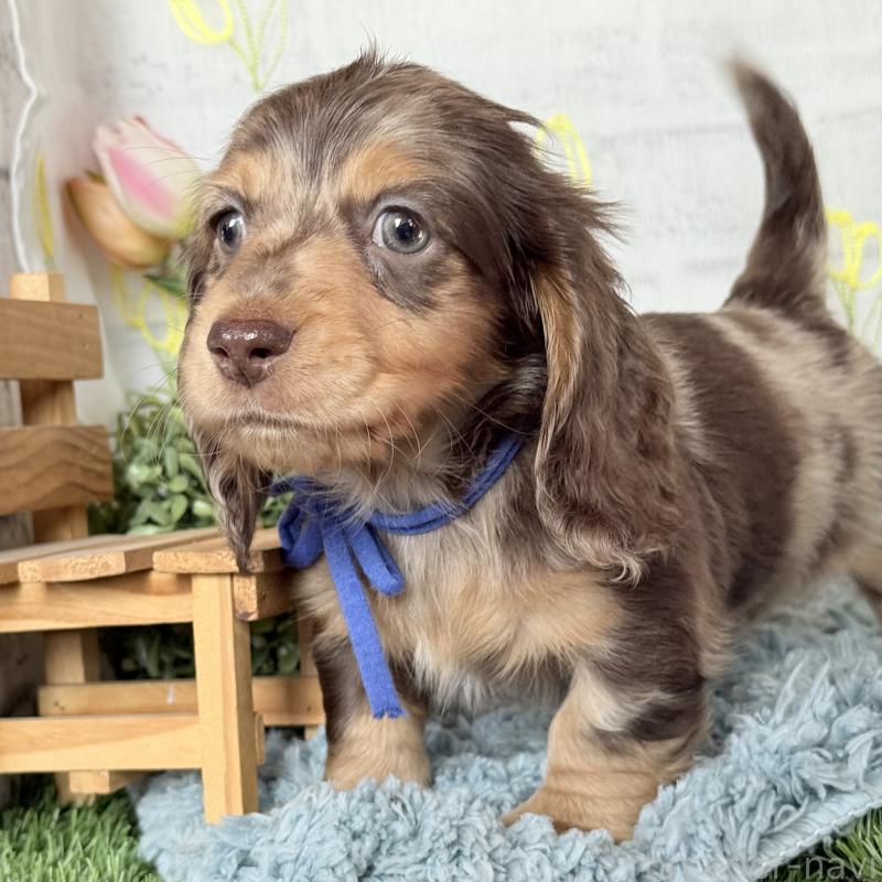 販売中の埼玉県のミニチュアダックスフンド(ロングヘアード)-440905の4枚目