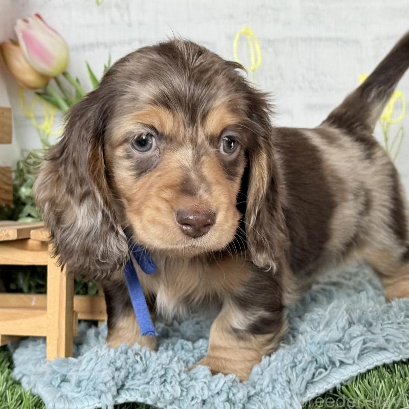 販売中の埼玉県のミニチュアダックスフンド(ロングヘアード)-440905の1枚目